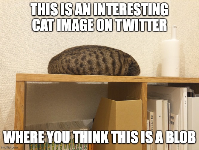 Interesting Cat Image on Twitter | THIS IS AN INTERESTING CAT IMAGE ON TWITTER; WHERE YOU THINK THIS IS A BLOB | image tagged in cats,memes | made w/ Imgflip meme maker