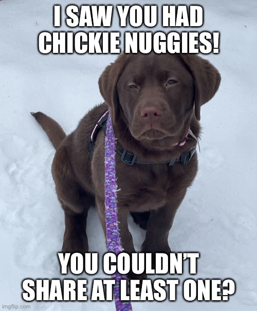 SUS Puppy | I SAW YOU HAD CHICKIE NUGGIES! YOU COULDN’T SHARE AT LEAST ONE? | image tagged in sus puppy | made w/ Imgflip meme maker