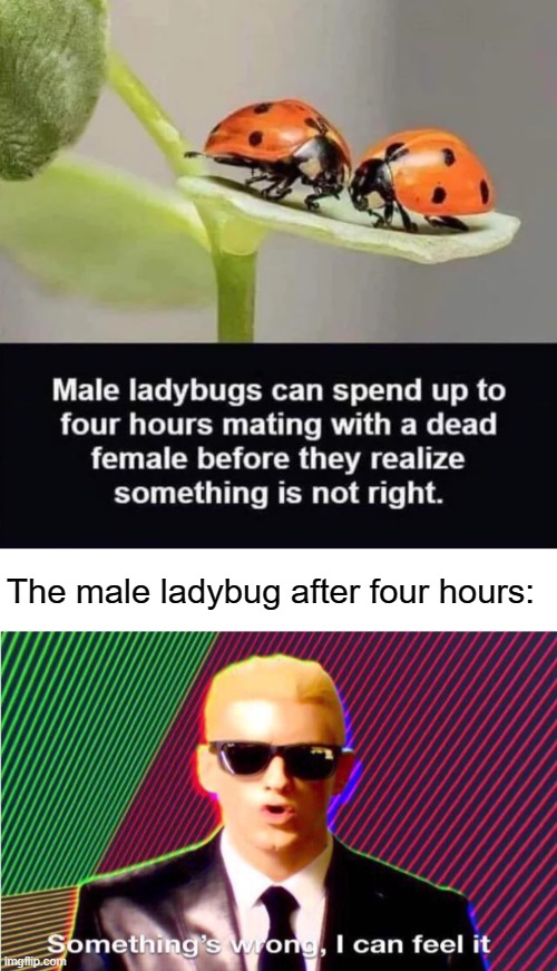 The male ladybug after four hours: | image tagged in memes,something's wrong i can feel it | made w/ Imgflip meme maker