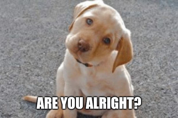 cute puppy | ARE YOU ALRIGHT? | image tagged in cute puppy | made w/ Imgflip meme maker