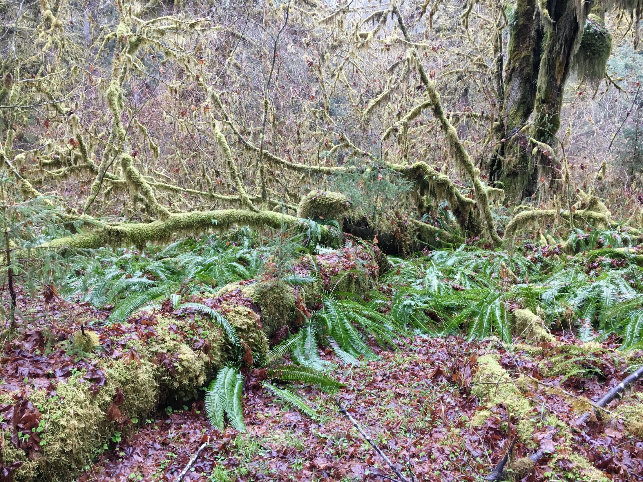 Hoh rainforest Blank Meme Template