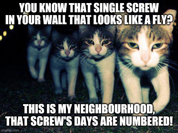 Cat vs screw in the wall | YOU KNOW THAT SINGLE SCREW IN YOUR WALL THAT LOOKS LIKE A FLY? THIS IS MY NEIGHBOURHOOD, THAT SCREW'S DAYS ARE NUMBERED! | image tagged in memes,wrong neighboorhood cats,cat,fly | made w/ Imgflip meme maker