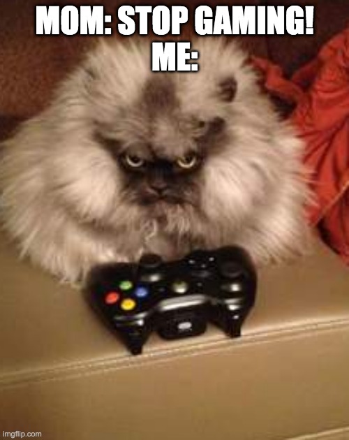 mom: stop gaming!!!   Me:       Enjoy my new template | MOM: STOP GAMING!
ME: | image tagged in angry cat | made w/ Imgflip meme maker