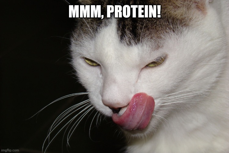YUMMY | MMM, PROTEIN! | image tagged in yummy | made w/ Imgflip meme maker