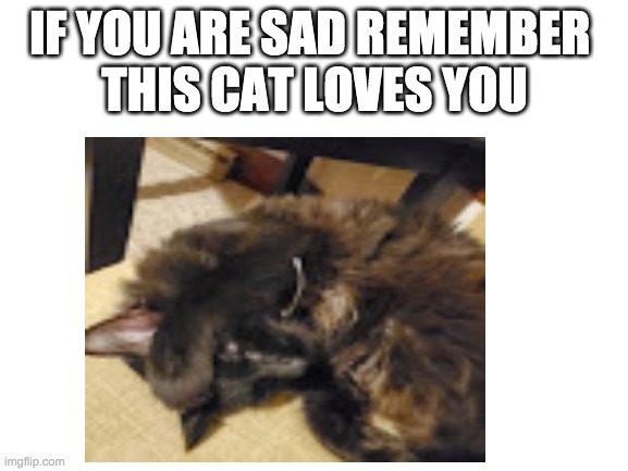 This cat loves you | IF YOU ARE SAD REMEMBER 
THIS CAT LOVES YOU | image tagged in cute cat,remember,don't worry be happy,be happy | made w/ Imgflip meme maker