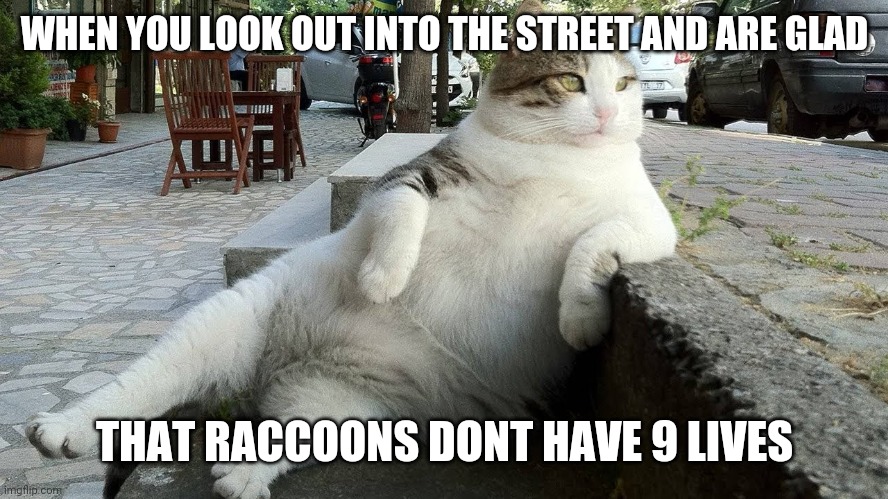 Meowch | WHEN YOU LOOK OUT INTO THE STREET AND ARE GLAD; THAT RACCOONS DONT HAVE 9 LIVES | image tagged in cats,cars,roadkill,streets,roads,raccoon | made w/ Imgflip meme maker
