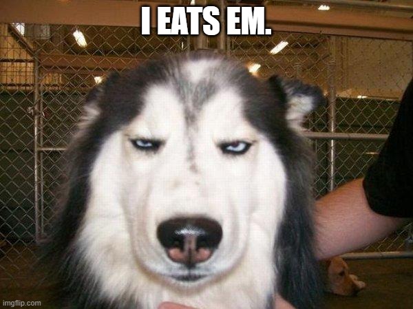 seriously_husky | I EATS EM. | image tagged in seriously_husky | made w/ Imgflip meme maker