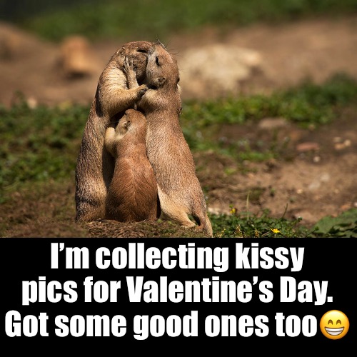 I’m collecting kissy pics for Valentine’s Day.
Got some good ones too? | made w/ Imgflip meme maker