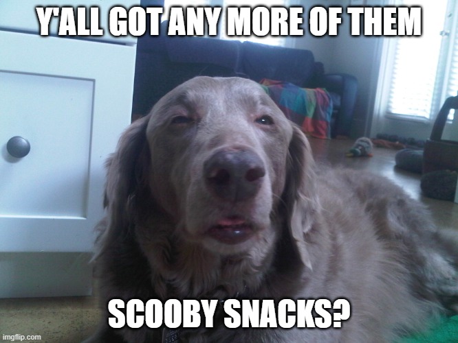 Stoned Dog | Y'ALL GOT ANY MORE OF THEM SCOOBY SNACKS? | image tagged in stoned dog | made w/ Imgflip meme maker