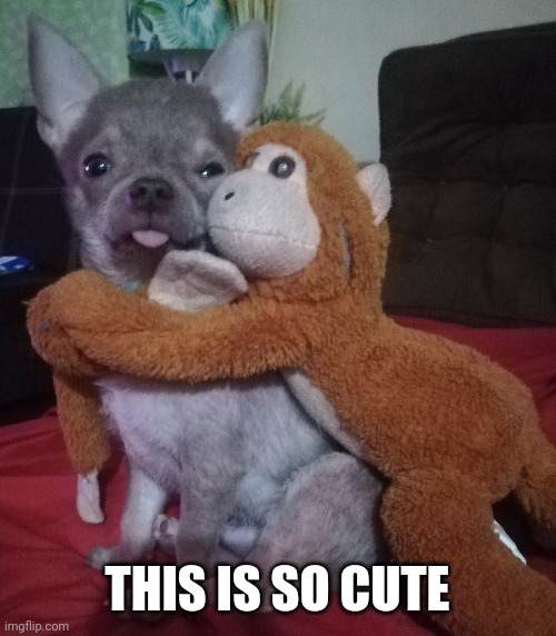THIS IS SO CUTE | image tagged in cute puppies,chihuahua,dogs | made w/ Imgflip meme maker