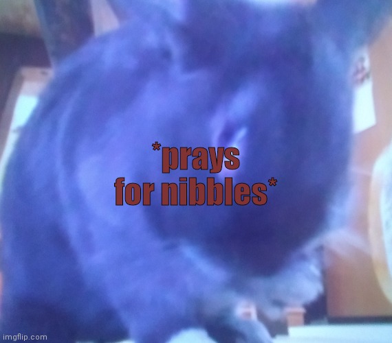 :'( |  *prays for nibbles* | image tagged in nibbles the hamster | made w/ Imgflip meme maker