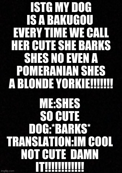 send help im living with a tiny bakugou.... | ME:SHES SO CUTE
DOG:*BARKS*
TRANSLATION:IM COOL NOT CUTE  DAMN IT!!!!!!!!!!!! ISTG MY DOG IS A BAKUGOU 
EVERY TIME WE CALL HER CUTE SHE BARKS SHES NO EVEN A POMERANIAN SHES A BLONDE YORKIE!!!!!!! | image tagged in blank,mha | made w/ Imgflip meme maker