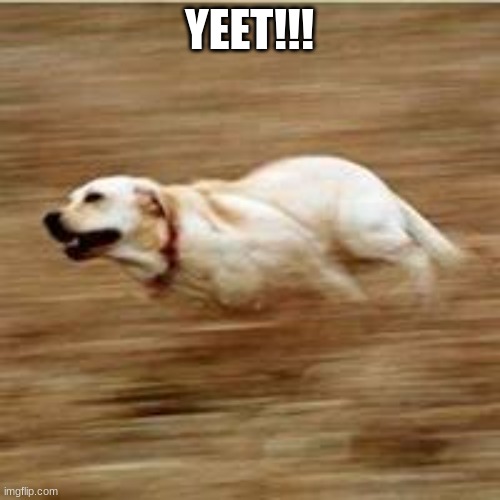 Speedy doggo | YEET!!! | image tagged in speedy doggo | made w/ Imgflip meme maker