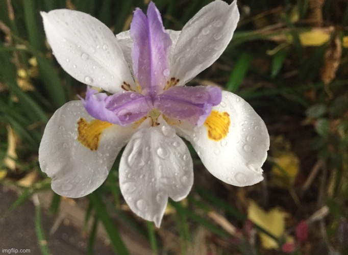 Fairy Iris | image tagged in flower,fairy iris,raindrops | made w/ Imgflip meme maker