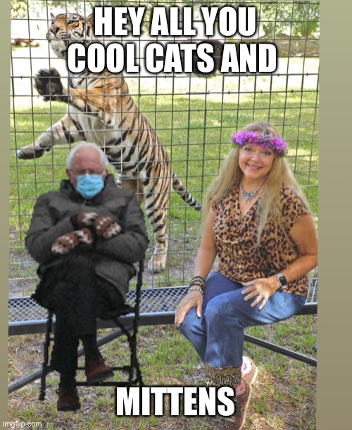 Bernie Mittens | HEY ALL YOU COOL CATS AND; MITTENS | image tagged in bernie sanders,carole baskin | made w/ Imgflip meme maker