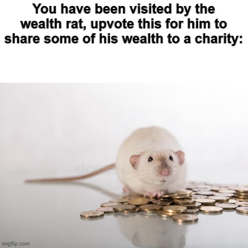 You have been visited by the wealth rat, upvote this for him to share some of his wealth to a charity: | image tagged in upvote,wealth,rat,charity | made w/ Imgflip meme maker