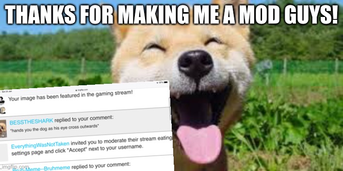 THANKS FOR MAKING ME A MOD GUYS! | image tagged in dogs,dogememez | made w/ Imgflip meme maker