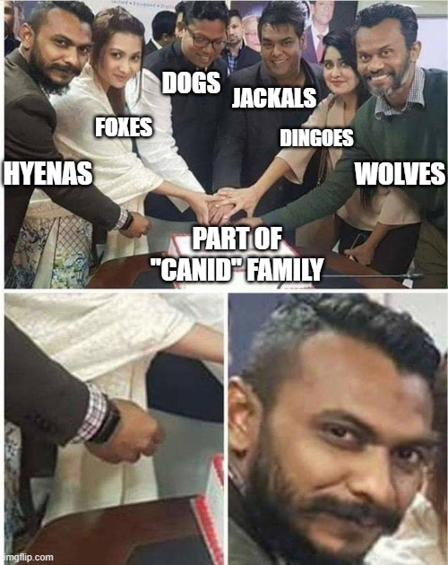 Hyena aren't "canids". | DOGS; JACKALS; FOXES; DINGOES; WOLVES; HYENAS; PART OF "CANID" FAMILY | image tagged in bangladesh cake cutting | made w/ Imgflip meme maker