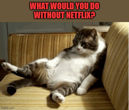What would you do without Netflix? | WHAT WOULD YOU DO
WITHOUT NETFLIX? | image tagged in netflix,lazy cat | made w/ Imgflip meme maker