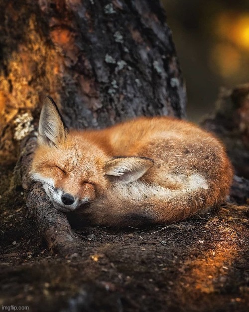 *wheeze* tHiS hOw i sLePt lAsT nIgHt | made w/ Imgflip meme maker