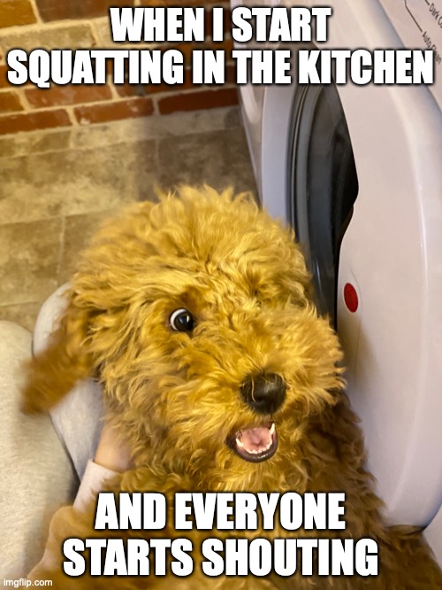WHEN I START SQUATTING IN THE KITCHEN; AND EVERYONE STARTS SHOUTING | image tagged in dog | made w/ Imgflip meme maker