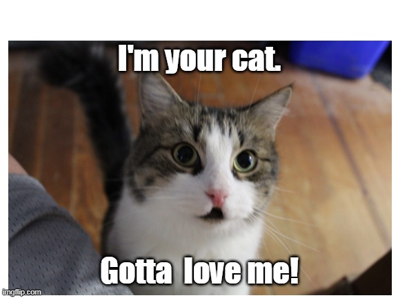 I'm your cat. Gotta  love me! | image tagged in cats | made w/ Imgflip meme maker