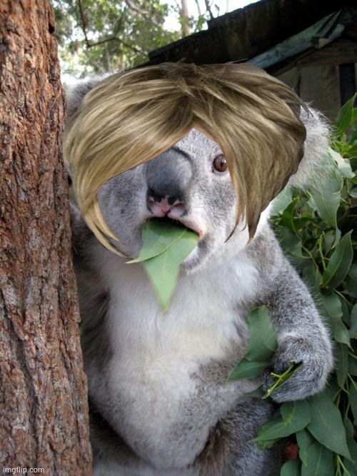 Surprised Koala Meme | image tagged in memes,surprised koala | made w/ Imgflip meme maker