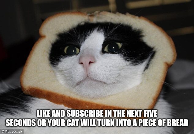 Bread Cat | LIKE AND SUBSCRIBE IN THE NEXT FIVE SECONDS OR YOUR CAT WILL TURN INTO A PIECE OF BREAD | image tagged in bread cat | made w/ Imgflip meme maker