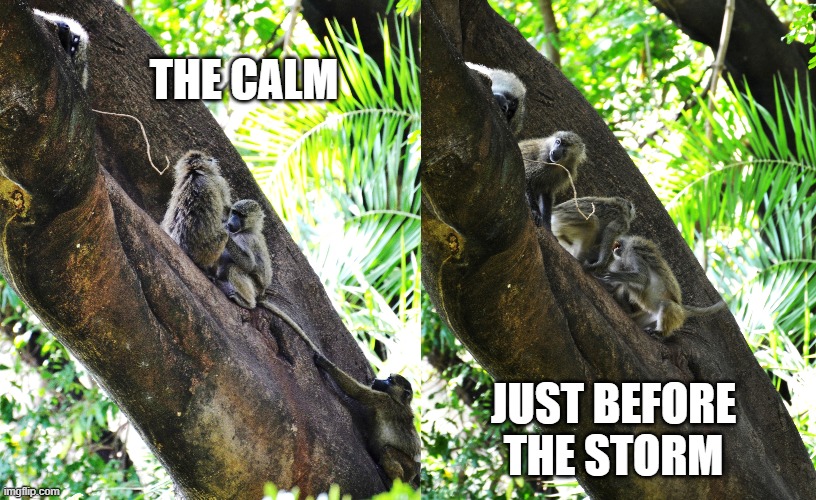 Sibling Tease | THE CALM; JUST BEFORE THE STORM | image tagged in funny animals,funny baboons,funny meme,funny because it's true | made w/ Imgflip meme maker
