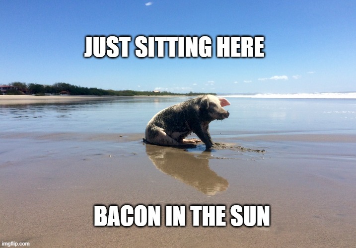Lovin' the Sun | JUST SITTING HERE; BACON IN THE SUN | image tagged in funny,funny meme,funny pig,funny animals | made w/ Imgflip meme maker