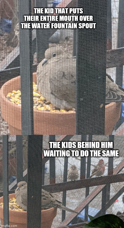 THE KID THAT PUTS THEIR ENTIRE MOUTH OVER THE WATER FOUNTAIN SPOUT; THE KIDS BEHIND HIM WAITING TO DO THE SAME | made w/ Imgflip meme maker