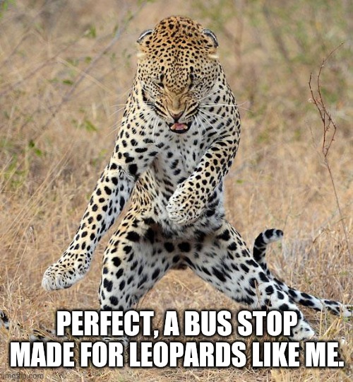 Leopard Dancing | PERFECT, A BUS STOP MADE FOR LEOPARDS LIKE ME. | image tagged in leopard dancing | made w/ Imgflip meme maker