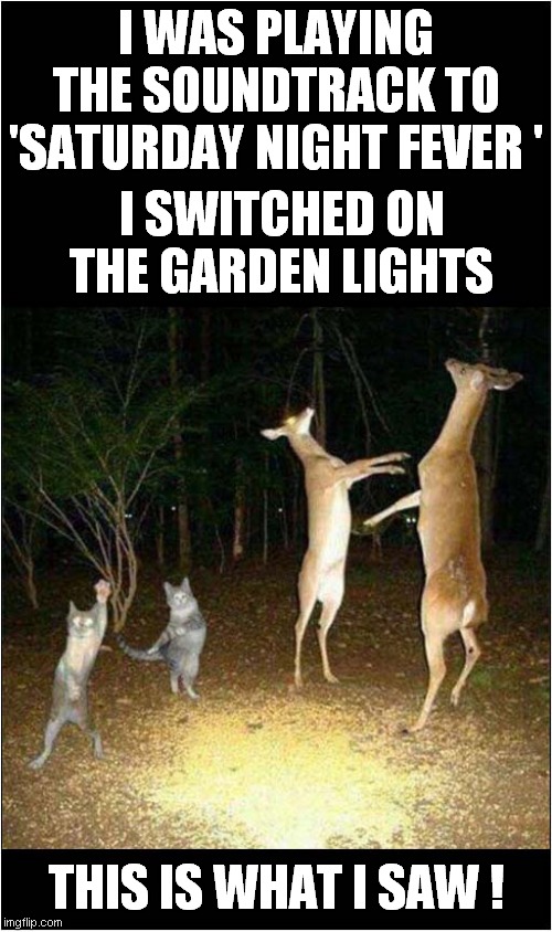 Everybody Loves 'Stayin' Alive' ! | I WAS PLAYING THE SOUNDTRACK TO 'SATURDAY NIGHT FEVER '; I SWITCHED ON THE GARDEN LIGHTS; THIS IS WHAT I SAW ! | image tagged in fun,saturday night fever,cats,deer | made w/ Imgflip meme maker