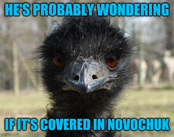 Bad News Emu | HE'S PROBABLY WONDERING IF IT'S COVERED IN NOVOCHUK | image tagged in bad news emu | made w/ Imgflip meme maker