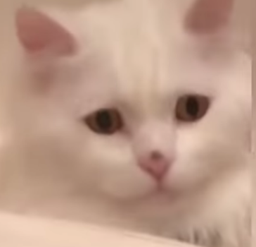 Confused White Cat Blank Meme Template