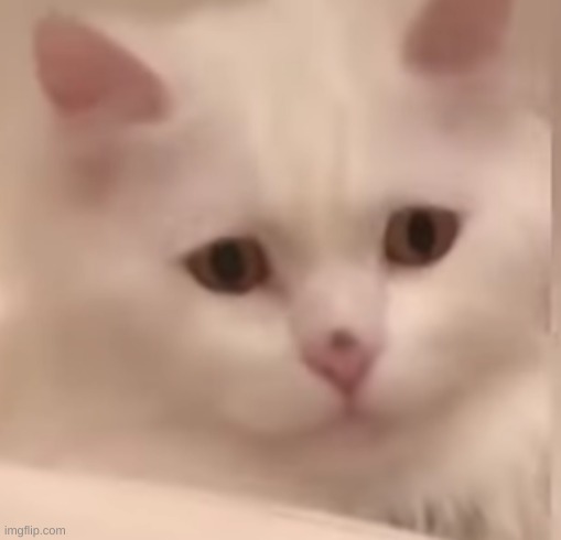 Confused White Cat | image tagged in confused white cat | made w/ Imgflip meme maker