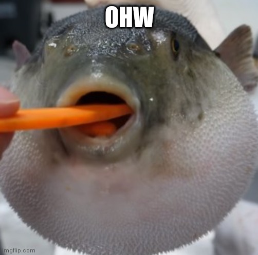 pufferfish eating carrot | OHW | image tagged in pufferfish eating carrot | made w/ Imgflip meme maker