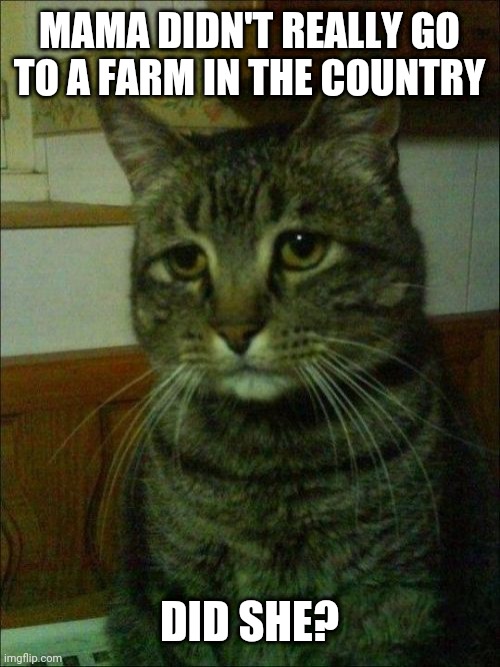 Depressed Cat | MAMA DIDN'T REALLY GO TO A FARM IN THE COUNTRY; DID SHE? | image tagged in memes,depressed cat | made w/ Imgflip meme maker