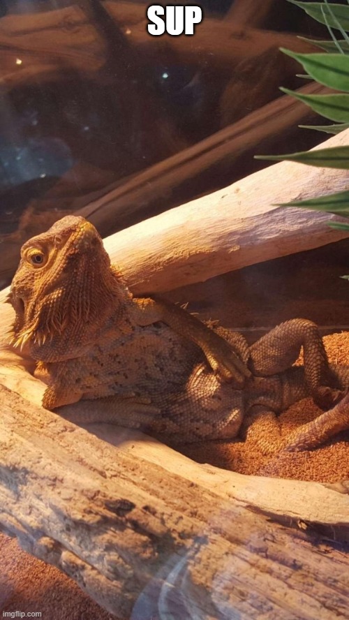 Sup. | SUP | image tagged in lizard,bearded dragon | made w/ Imgflip meme maker