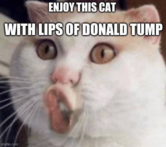 I am sorry but I'm bored. uwu | WITH LIPS OF DONALD TUMP; ENJOY THIS CAT | image tagged in cat,donald trump,hahaha | made w/ Imgflip meme maker