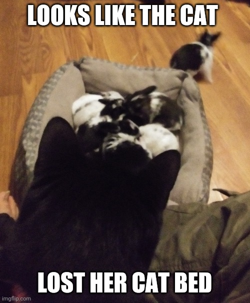 THE BUNNIES TOOK OVER | LOOKS LIKE THE CAT; LOST HER CAT BED | image tagged in funny cats,bunnies,rabbits,cats | made w/ Imgflip meme maker
