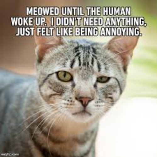 Meow meow meow meow meow meow wake up | image tagged in meow | made w/ Imgflip meme maker
