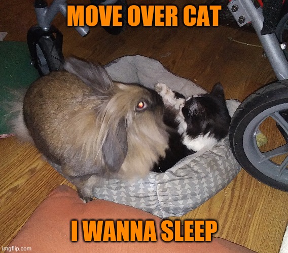 KITTY GETTING KICKED OUT OF HIS BED | MOVE OVER CAT; I WANNA SLEEP | image tagged in cats,funny cats,bunny,rabbit | made w/ Imgflip meme maker