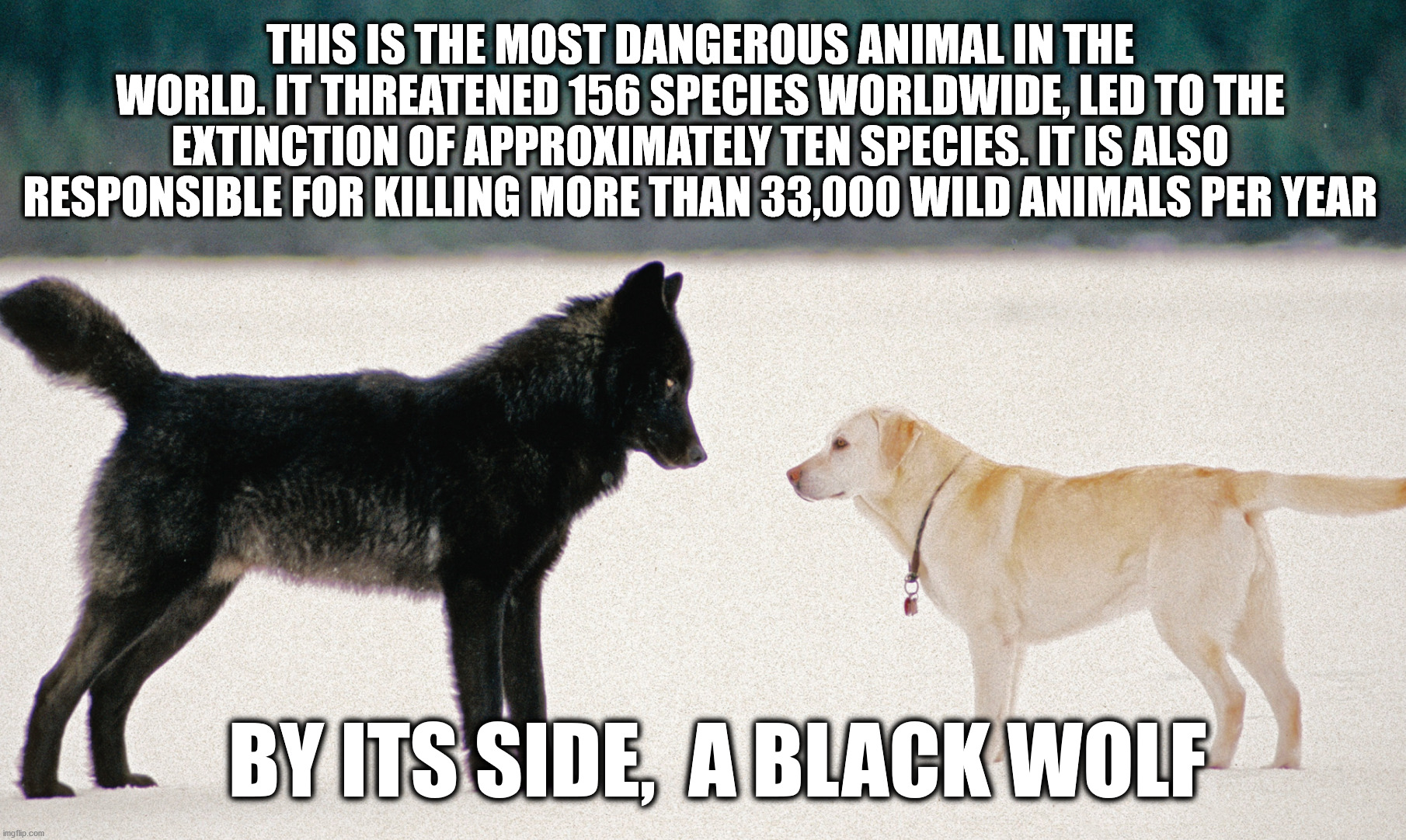 Remember, dogs are unnatural predatory species that exists in invasive numbers. | THIS IS THE MOST DANGEROUS ANIMAL IN THE WORLD. IT THREATENED 156 SPECIES WORLDWIDE, LED TO THE EXTINCTION OF APPROXIMATELY TEN SPECIES. IT IS ALSO RESPONSIBLE FOR KILLING MORE THAN 33,000 WILD ANIMALS PER YEAR; BY ITS SIDE,  A BLACK WOLF | image tagged in dogs,wolf,animals,biology,black,labrador | made w/ Imgflip meme maker