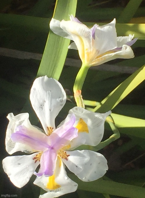 More fairy irises | image tagged in flowers,fairy irises | made w/ Imgflip meme maker