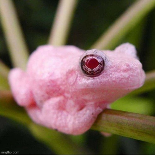 Albino Treefog | image tagged in frogs,red eyes,photography | made w/ Imgflip meme maker