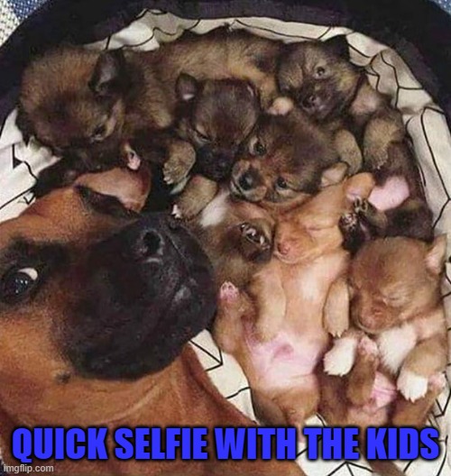 Such cuteness! | QUICK SELFIE WITH THE KIDS | image tagged in dogs,puppies,proud mommie,animals | made w/ Imgflip meme maker