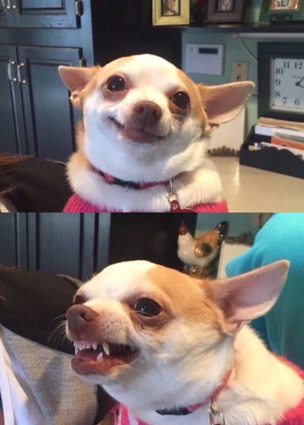 High Quality Dog Happy Dog Angry Blank Meme Template