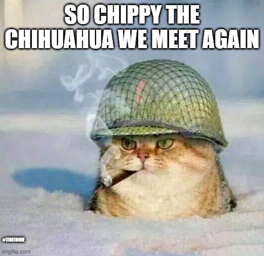 War Cat |  SO CHIPPY THE CHIHUAHUA WE MEET AGAIN; #TIMTODIE | image tagged in war cat | made w/ Imgflip meme maker