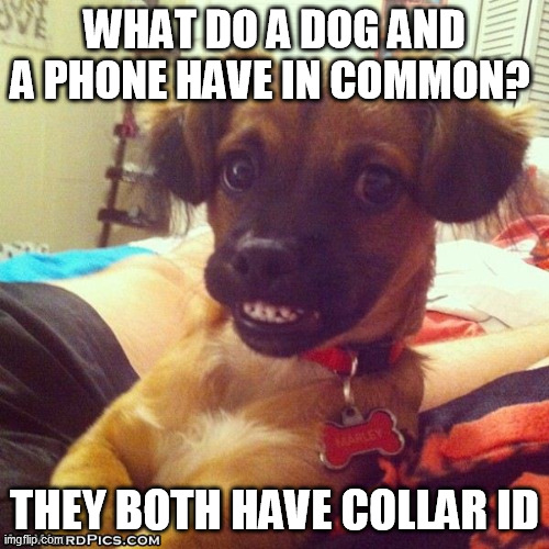 Smiling Dog cute | WHAT DO A DOG AND A PHONE HAVE IN COMMON? THEY BOTH HAVE COLLAR ID | image tagged in smiling dog,collar,id,cute dog,cute puppy,dog joke | made w/ Imgflip meme maker